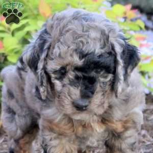 Archer, Mini Aussiedoodle Puppy