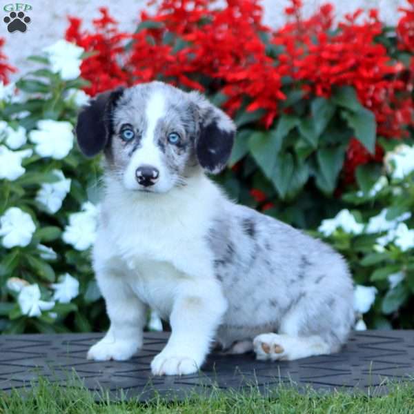 Archer, Pembroke Welsh Corgi Puppy