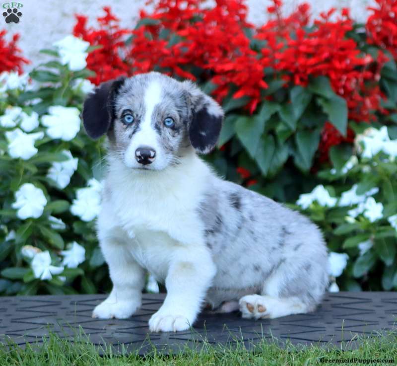 Archer (Pembroke Corgi, Male) in Gap, PA