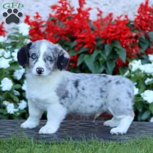 Archer, Pembroke Welsh Corgi Puppy
