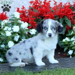 Archer, Pembroke Welsh Corgi Puppy