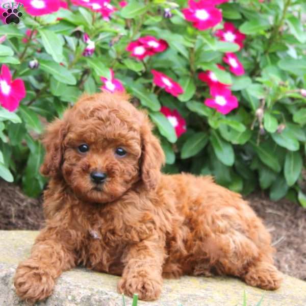 Archie, Miniature Poodle Puppy