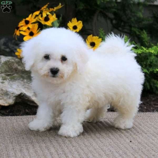 Archie, Bichon Frise Puppy