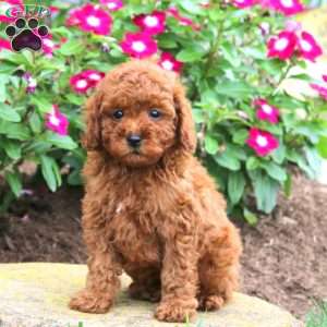 Archie, Miniature Poodle Puppy