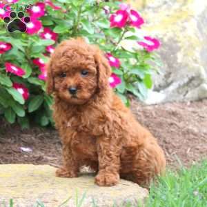 Archie, Miniature Poodle Puppy