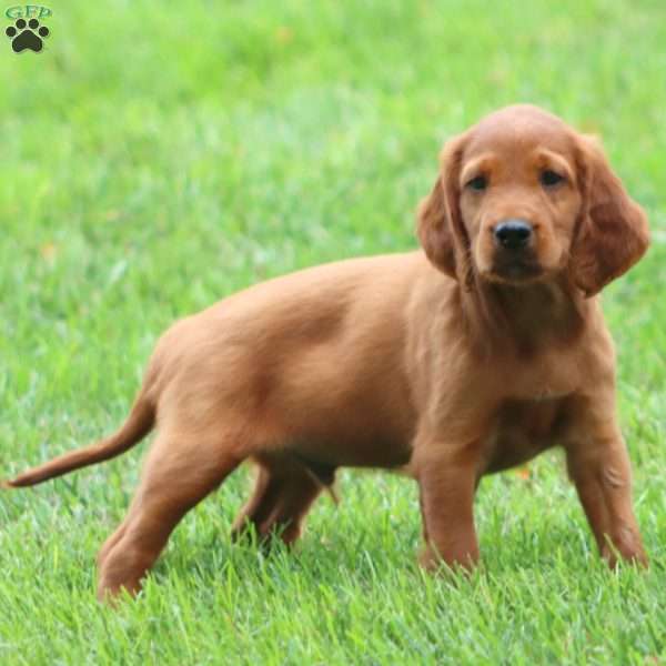 Ardo, Irish Setter Puppy
