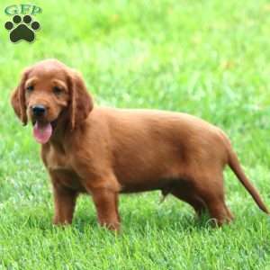 Ardo, Irish Setter Puppy