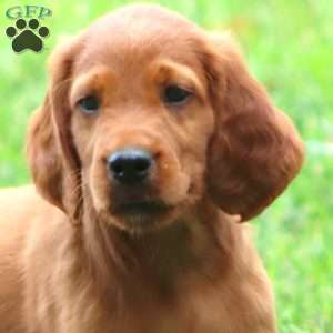 Ardo, Irish Setter Puppy