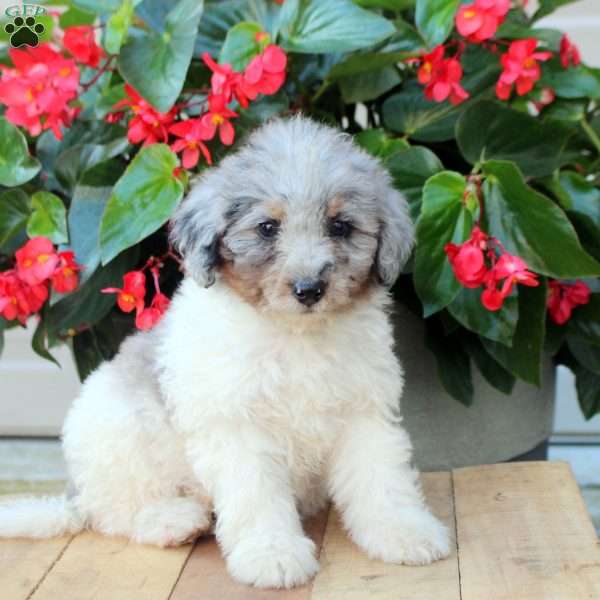 Aria, Mini Bernedoodle Puppy