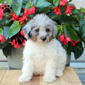 Aria, Mini Bernedoodle Puppy