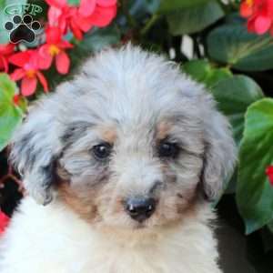 Aria, Mini Bernedoodle Puppy