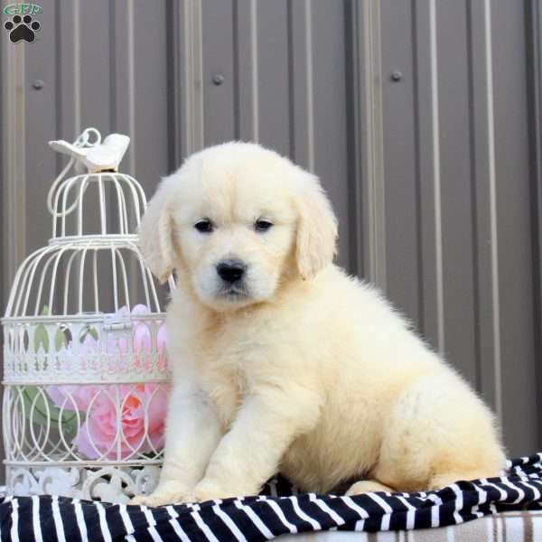 Arielle, English Cream Golden Retriever Puppy