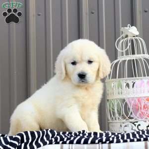Arielle, English Cream Golden Retriever Puppy