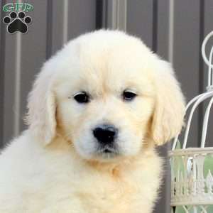 Arielle, English Cream Golden Retriever Puppy