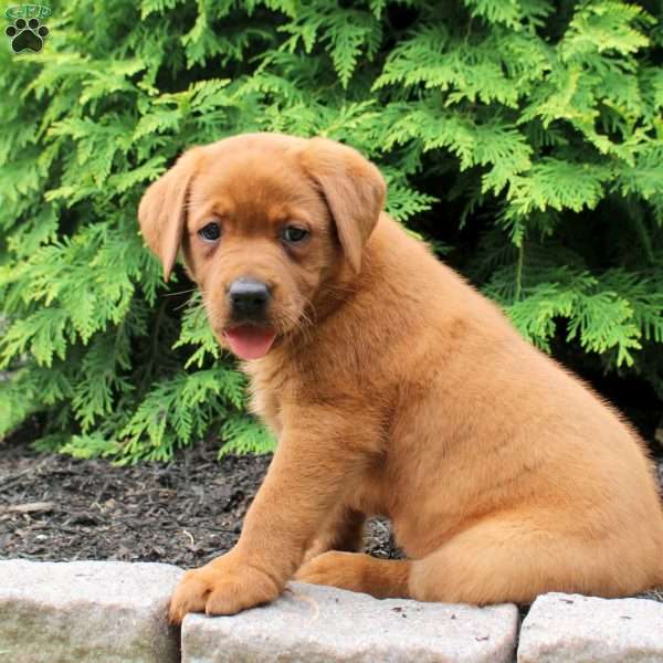 Arizona, Fox Red Labrador Retriever Puppy