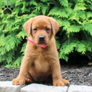 Arizona, Fox Red Labrador Retriever Puppy