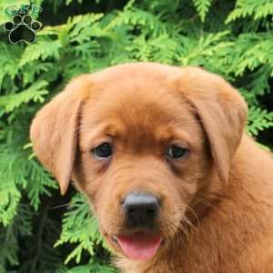 Arizona, Fox Red Labrador Retriever Puppy