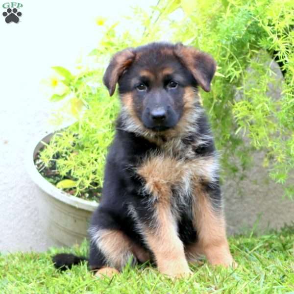 Arlene, German Shepherd Puppy