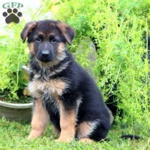 Arlene, German Shepherd Puppy