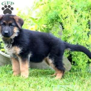 Arlene, German Shepherd Puppy