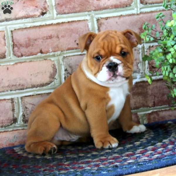 Arlin, English Bulldog Puppy
