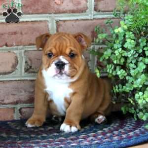 Arlin, English Bulldog Puppy