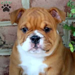 Arlin, English Bulldog Puppy