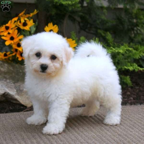 Arnie, Bichon Frise Puppy