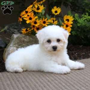 Arnie, Bichon Frise Puppy