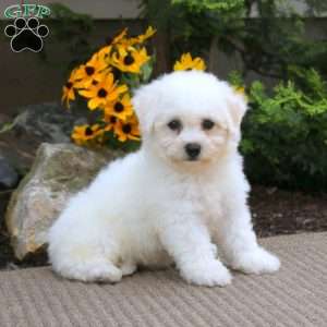 Arnie, Bichon Frise Puppy