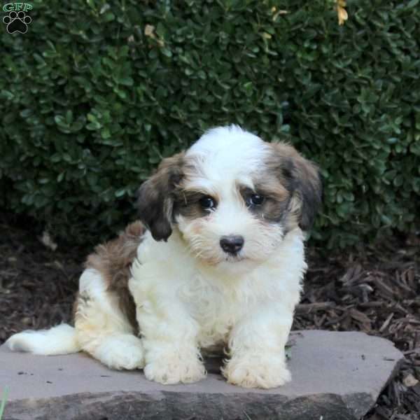 Arrow, Havanese Puppy