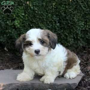 Arrow, Havanese Puppy