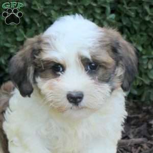 Arrow, Havanese Puppy