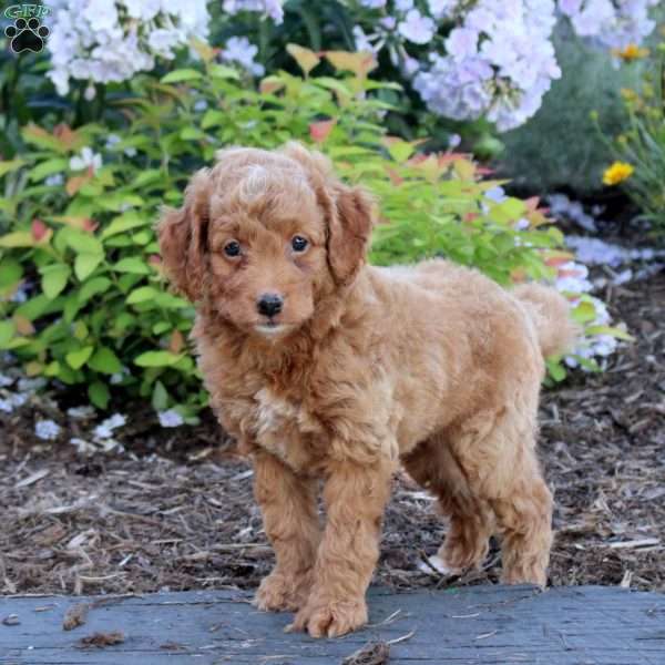 Arrow, Mini Aussiedoodle Puppy