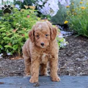 Arrow, Mini Aussiedoodle Puppy