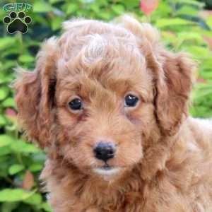 Arrow, Mini Aussiedoodle Puppy