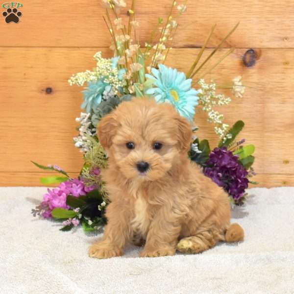 Arthur, Maltipoo Puppy