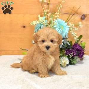 Arthur, Maltipoo Puppy