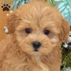 Arthur, Maltipoo Puppy