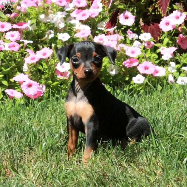 Artie, Miniature Pinscher Puppy