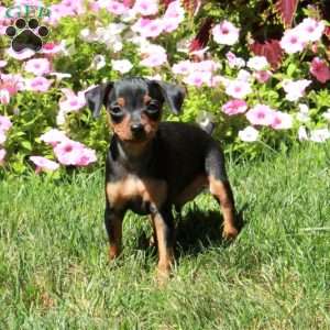 Artie, Miniature Pinscher Puppy