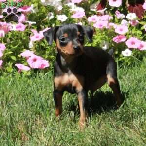 Artie, Miniature Pinscher Puppy