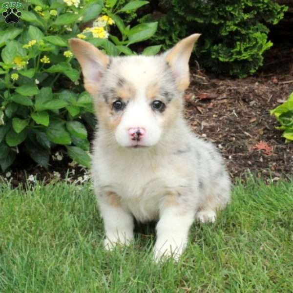 Arwen, Pembroke Welsh Corgi Puppy