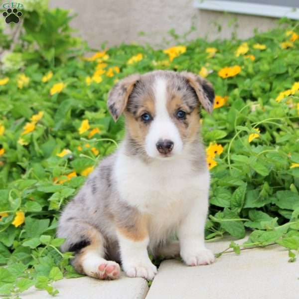 Arwen, Pembroke Welsh Corgi Puppy