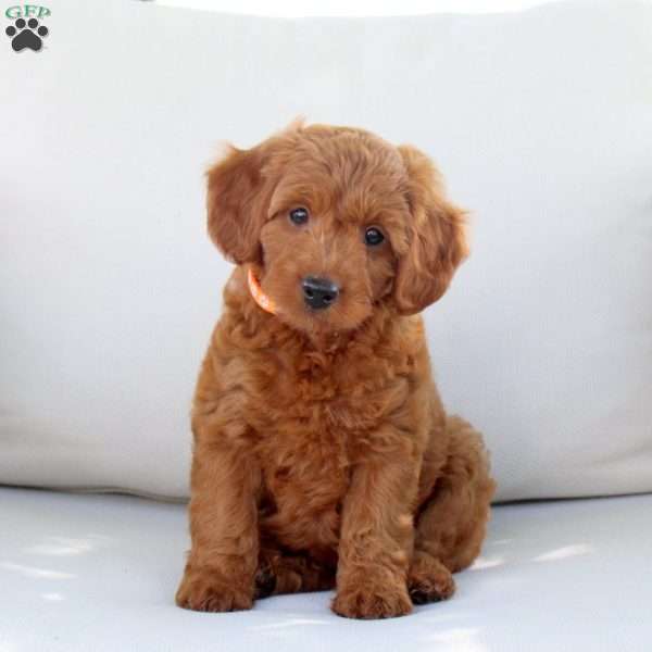 Arwen, Mini Goldendoodle Puppy