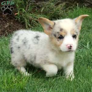 Arwen, Pembroke Welsh Corgi Puppy
