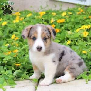 Arwen, Pembroke Welsh Corgi Puppy