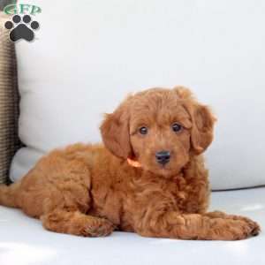 Arwen, Mini Goldendoodle Puppy