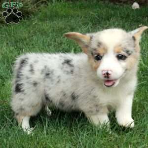 Arwen, Pembroke Welsh Corgi Puppy