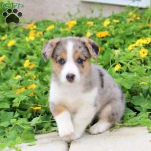 Arwen, Pembroke Welsh Corgi Puppy
